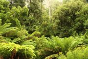 Forest in the Otway Ranges