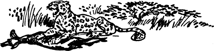 [A leopard eating its catch]