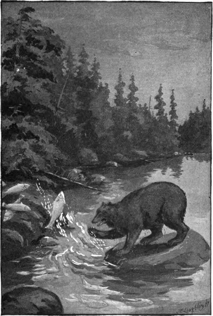 [The bear fishing]