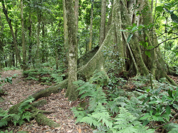 Allyn River Rainforest Walk